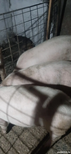 porci de vanzare - imagine 2