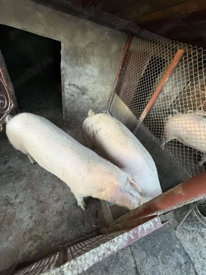 Vand porc 180 kg - imagine 5