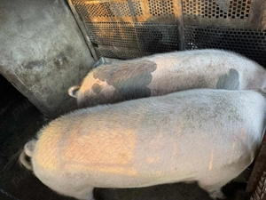 Vand porc 180 kg - imagine 3