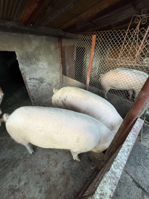 Vand porc 180 kg - imagine 4