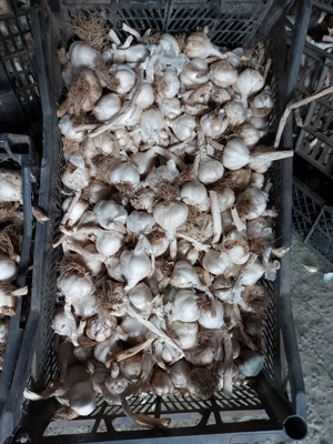 vând usturoi românesc