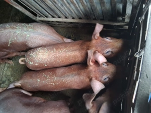 Grăsuni duroc de vânzare 