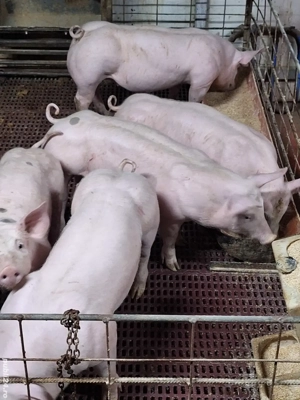 Purcei de vanzare  - imagine 3