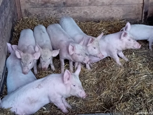 vand purcei Marele Alb,  Petrain - imagine 4