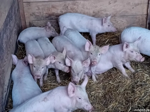 vand purcei Marele Alb,  Petrain - imagine 3