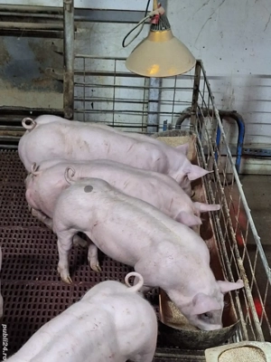 Purcei de vanzare  - imagine 5