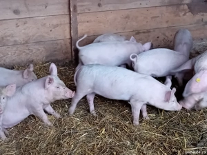 vand purcei Marele Alb,  Petrain - imagine 2