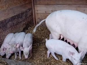 vand purcei Marele Alb,  Petrain - imagine 5