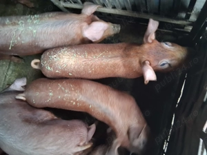 Grăsuni duroc de vânzare  - imagine 2