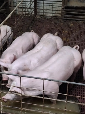 Purcei de vanzare  - imagine 2