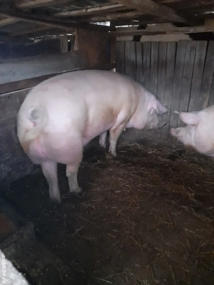 porci de țară 240kg  - imagine 4
