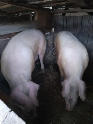 porci de țară 240kg  - imagine 3
