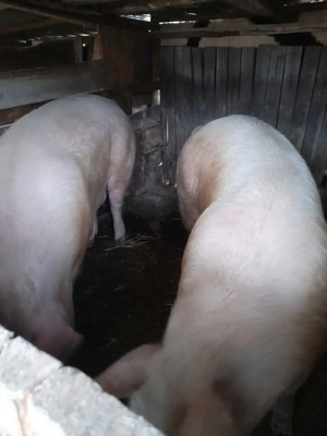 porci de țară 240kg  - imagine 2