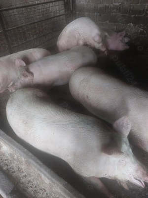 Porci rasă de Carne 250-280kg