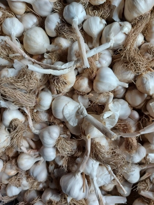 vând usturoi românesc