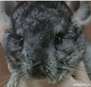 Mascul Chinchilla Gri 4 luni - imagine 2