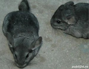 Mascul Chinchilla Gri 4 luni - imagine 3