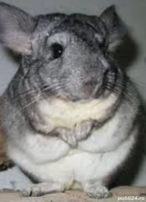 Mascul Chinchilla Gri 4 luni