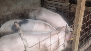Porc de vanzare Posta calnau 150-200kg, 15 Ron - imagine 2