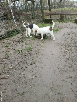 Două fete de Fox Terrier Smoth Disponibili Carnet de sănătate cip deparazitate corespunzător 2vaccin - imagine 2