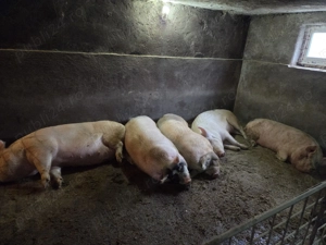 Porci petrean si marele alb 80 - 280 kg - imagine 5