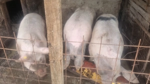 Porc de vanzare Posta calnau 150-200kg, 15 Ron - imagine 3