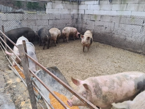 Vând porci 12.5 lei kg - imagine 3