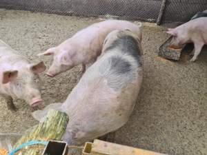 Vând porci 12.5 lei kg - imagine 2