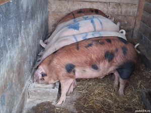 vând porci 125-145 kg - imagine 2