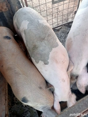 porci pentru sacrificat - imagine 5