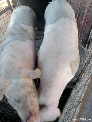 porci pentru sacrificat - imagine 2
