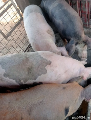 porci pentru sacrificat - imagine 3