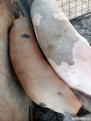 porci pentru sacrificat - imagine 4