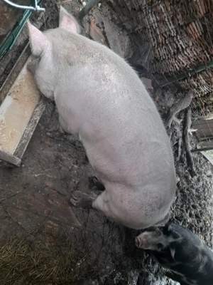 Vand purcea!!!  - imagine 4