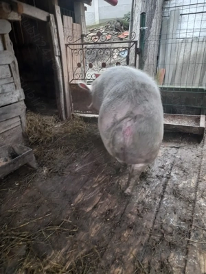 Vand purcea!!!  - imagine 3