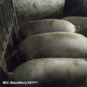 Porci de vanzare - imagine 2