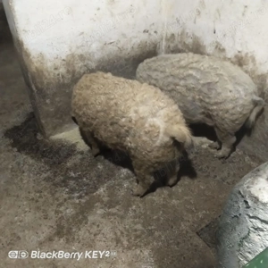 Porci de vanzare - imagine 3