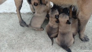 caței ciobănesc belgian malinois