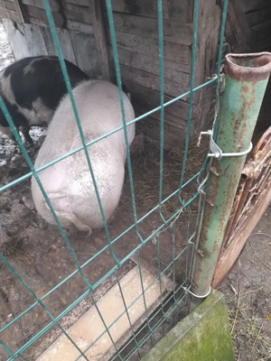 Vand purcea!!!  - imagine 5