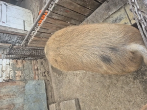 Disponibil 140-150kg + - imagine 4