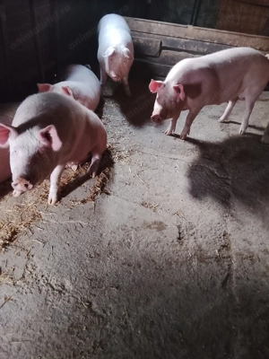 Vând porci  - imagine 2