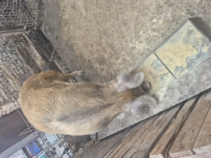 Disponibil 140-150kg + - imagine 5