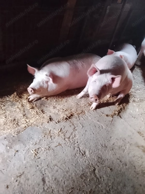 Vând porci 