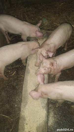 vand purcei  - imagine 2