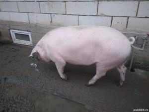 Disponibil pt masa de Craciun - imagine 2