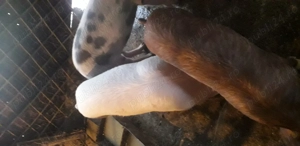 Vind 3 grasunei 60-70 kg.unul pt.rotisor cel alb.si 2 pt jngrasare