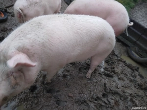 Disponibil pt masa de Craciun