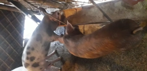 Vind 3 grasunei 60-70 kg.unul pt.rotisor cel alb.si 2 pt jngrasare - imagine 5