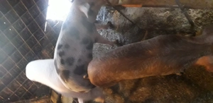 Vind 3 grasunei 60-70 kg.unul pt.rotisor cel alb.si 2 pt jngrasare - imagine 4