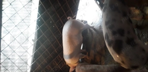 Vind 3 grasunei 60-70 kg.unul pt.rotisor cel alb.si 2 pt jngrasare - imagine 2